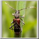 Anaglyptus mysticus - Dunkler Zierbock 02.jpg